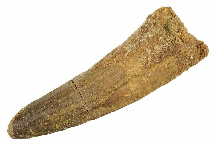 Fossil Spinosaurus Tooth - Real Dinosaur Tooth #234247